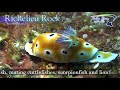 similan diving safaris similan promo video 2018