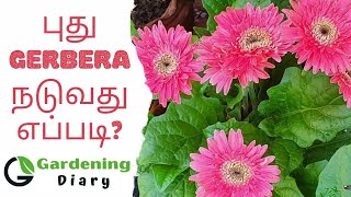 How to pot Gerbera easily and  correctly in Tamil.