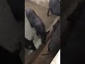 OUr nAtivE piGs