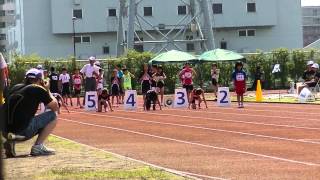 第６１回板橋陸上競技選手権大会 小学３・４生女子６０ｍ　２組