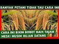 DENGAN CARA MUDAH INI HASIL PANEN TETAP NAIK TAJAM MESKI MUSIM HUJAN