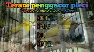 Terapi penggacor pleci - untuk semua jenis pleci