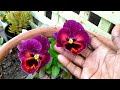 Beautiful pansy flowers in home garden /home garden beautiful flower plant