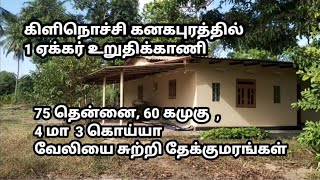 கிளிநொச்சி கனகபுரத்தில் 1 ஏக்கர் உறுதிக்காணி விற்பனைக்குண்டு | Kilinochchi land | Kilinochchi news