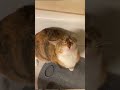 シャワーの水を飲む猫😸 short