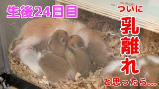 生後24日目　乳離れ？　かわいいハムスター