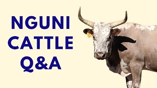 Nguni Cattle Q\u0026A with Farmers Edwin Rous and GT Fereirra