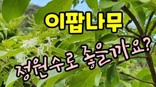 이팝나무 꽃,열매,효능,키우기,특성