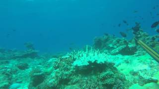 Spearfishing - Inarajan, Guam