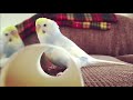 【面白 インコ】おもしろインコ動画まとめ！ 5【かわいい】