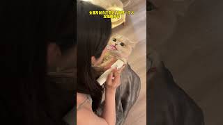 【#薄荷猫猫甜不甜】一个人也能给小猫乖乖剃脚毛了 #治愈系猫咪 #我和我的猫