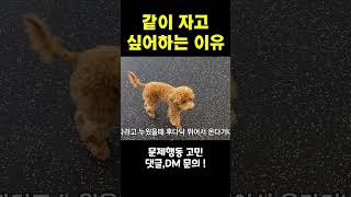 강아지가 같이 자고 싶어하는 이유