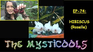 The MystiCOOLS Ep 74: HIBISCUS (ROSELLE)