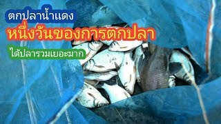 หนึ่งวัน กับการตกปลา ห้วยสงครามน้ำเเดง ปลากินดีมาก / บ้านนอก EP.34