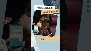 狗狗の口臭改善part2！連潔牙骨也沒效怎麼辦？∣ 毛孩分享集 ∣ LCH For Pet Lactobacillus #Shorts