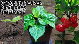 Carolina reaper 0-165 days. Timelapse.