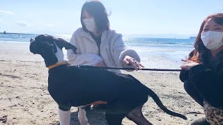 初めての海に子犬が大興奮！