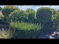 This garden Turned Into a Dream Garden! | Beautiful Transformation