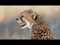 Cheetah Calling Cubs - 4K African Wildlife