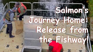 Saving Salmon: The Cariboo Dam Fishway in Action!