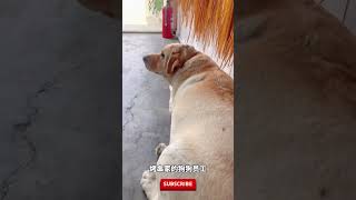 被迫营业的狗子总是那么可爱，网友：能不能送我一个？#pets #狗狗 #宠物