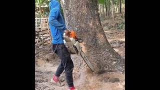 Stihl ms 881 vs Huge tree.