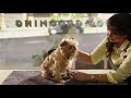 commbank the dog groomer tv commercial 2016