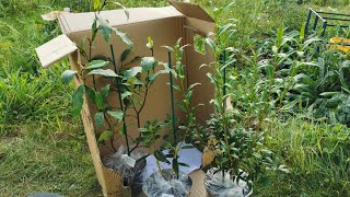 Rare fragrant plant unboxing: Magnolia figo, Rhododendron fragrantissimum and Osmanthus fragrans