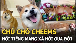 Chú chó Cheems - “thánh meme” nổi tiếng mạng xã hội qua đời vì ung thư phổi khiến CĐM tiếc nuối!