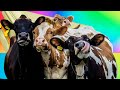 Funny Cows - Coffin Dance Song *PART 4* (COVER)