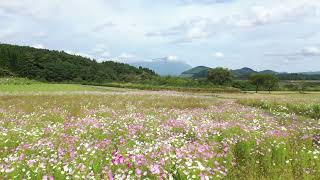 岩手県立御所湖広域公園　町場地区園地　コスモス低高度