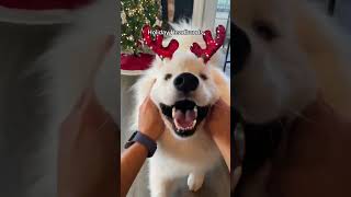 Is this all you want for Christmas? #dog #samoyed #shorts