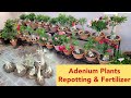 Adenium plants repotting & fertilizer for more flowers with update #garden