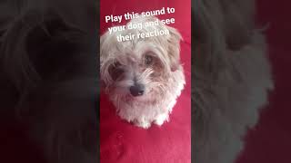 Play thus sound to your dog and see their reaction