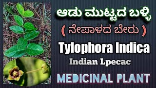 ಆಡು ಮುಟ್ಟದ ಬಳ್ಳಿ, Indian Lpecac, Tylophora Indica / Tylophora Asthmatica