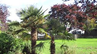 Happy Palm Trees in Autumn / Canada