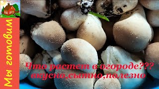 Гриб Дождевик. Вкусный, полезный и главное-лечебный. Как приготовить.