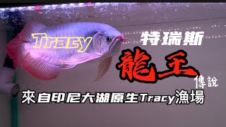 【樂魚愉人水族】Tracy  特瑞斯 傳說の龍王  #樂魚愉人水族 #水族館 #紅龍 #龍魚 #血紅龍 #大型魚