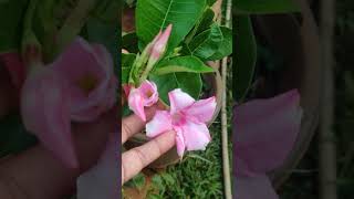 Mandevilla pink flowers💞