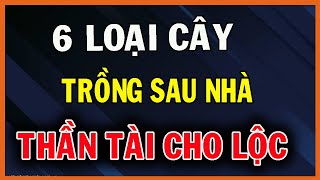 7 Loại Cây Trồng Sau Nhà Giúp Gia Chủ Thu Hút Tài Lộc Cả Đời Hưởng Phúc | SDHP