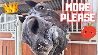 More please! Queen👑Uniek wants more, they love it! Outside at night | Friesian Horses