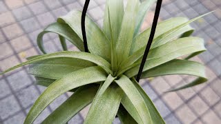 [空鳳市集] 甜玫瑰 3485 - Tillandsia 'My Sweet Rose 3485' Air Plants - Plant Market in Taiwan