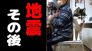 地震後に不思議な行動をとるトイプードルとハスキー犬たち