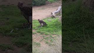 Amazing Vulture Enjoying a Snack! So Cool!