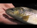 la pêche en haute loire au détour des « plus beaux villages de france ».🐟🐟 polignac 43 la borne