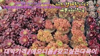 대박가격/에오니움/갖고싶은다육이.  이화랜드010-3339-2461 나는농부다282회출연