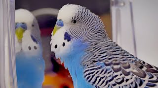 Budgie singing to mirror | Cookie sounds