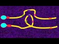 genetics 3 chromosomes pericentric paracentric inversions