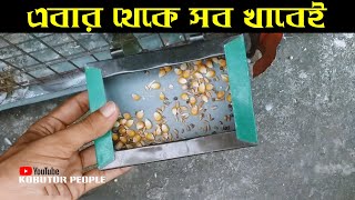 কবুতর এটা খায় তো ওটা খায় না | গম ও ধান খায় না | Rajon | Pigeon Bird | Kobutor Palon Bangladesh