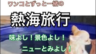 【犬と熱海•伊豆旅行】ゴートゥキャンペーンを利用してみた♫おでかけわんこ